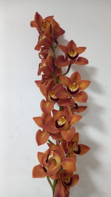 Orchid Orange A bold bouquet of Orange orchids representing creativity, mystery, and deep admiration.