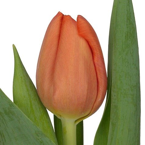 Tulip orange 1 Flower combining romance and elegance in one graceful arrangement Tulip orange 1 Flower combining romance and elegance in one graceful arrangement