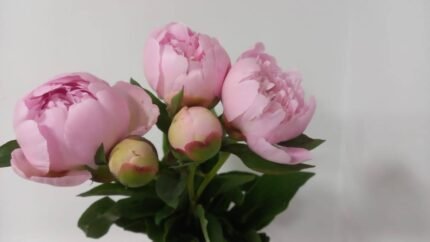 Peony Rose combining romance and elegance in one graceful arrangement