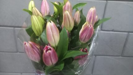 Lilium Oriental Rose