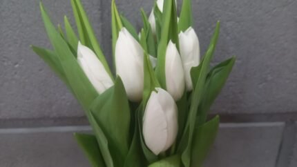 Tulip White– 10 Flower Bouquet A charming bouquet of 10 Yellow-colored tulips, combining romance and elegance in one graceful arrangement.