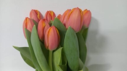 Tulip orange